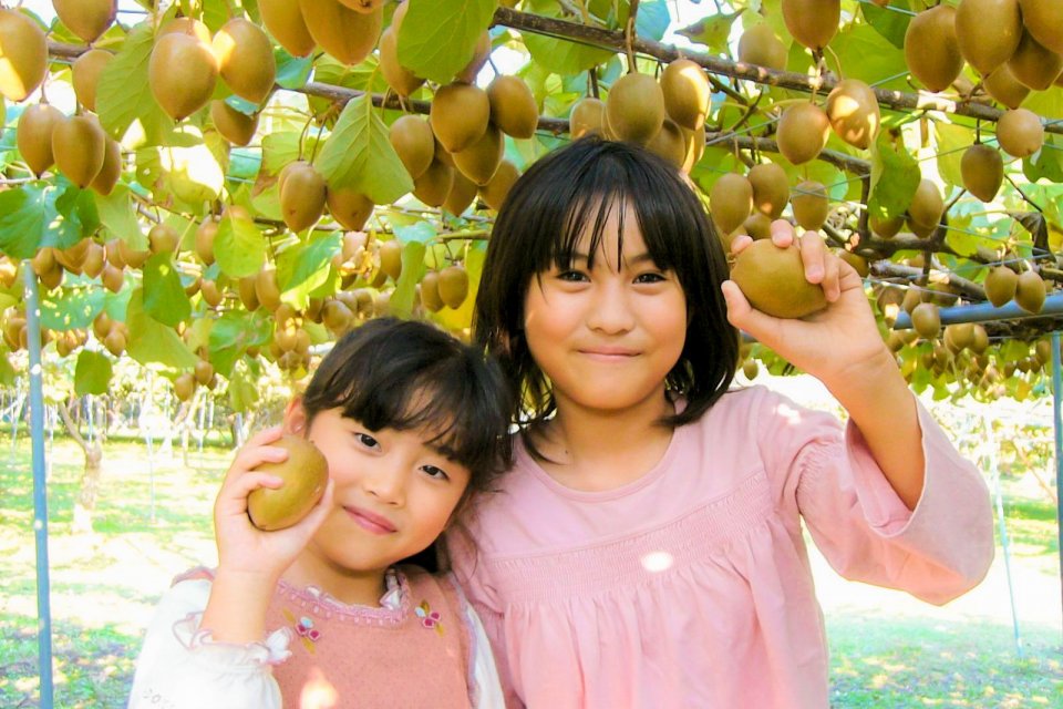 kiwi_fruit_country_japan